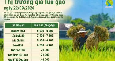 Giá lúa gạo hôm nay ngày 22/9/2026: Lúa, gạo cùng giảm