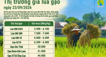 Giá lúa gạo hôm nay ngày 23/9/2026: Thị trường trái chiều