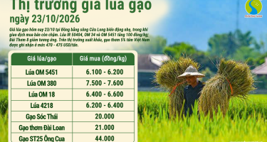 Giá lúa gạo hôm nay ngày 23/10/2026: Lúa tăng giảm trái chiều