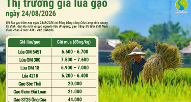 Giá lúa gạo hôm nay ngày 24/8/2026: Thị trường trong nước đi ngang