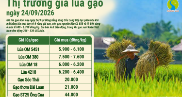 Giá lúa gạo hôm nay ngày 24/9/2026: Thị trường phân hóa
