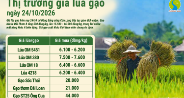 Giá lúa gạo hôm nay ngày 24/10/2026: Giao dịch chậm
