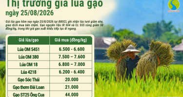 Giá lúa gạo hôm nay ngày 25/8/2026: Lúa tươi giảm nhẹ
