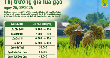 Giá lúa gạo hôm nay ngày 25/9/2026: Gạo nguyên liệu tăng