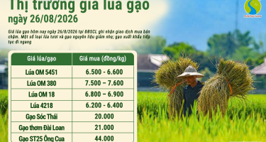 Giá lúa gạo hôm nay ngày 26/8/2026: Giao dịch chậm