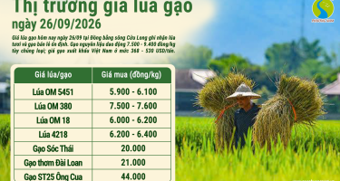 Giá lúa gạo hôm nay ngày 26/9/2026: Gạo nguyên liệu neo giá