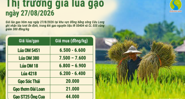 Giá lúa gạo hôm nay ngày 27/8/2026: Gạo nguyên liệu giảm