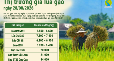 Giá lúa gạo hôm nay ngày 28/8/2026: Giao dịch trầm lắng