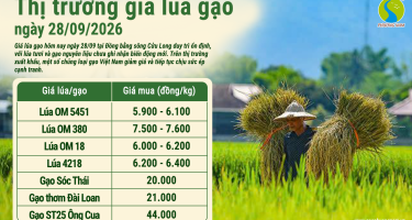 Giá lúa gạo hôm nay ngày 28/9/2026: Trong nước ổn định