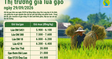 Giá lúa gạo hôm nay ngày 29/9/2026: Nội địa ổn định, xuất khẩu giảm