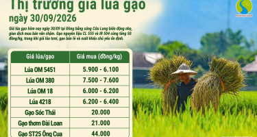 Giá lúa gạo hôm nay ngày 30/9/2026: Gạo nguyên liệu tăng nhẹ