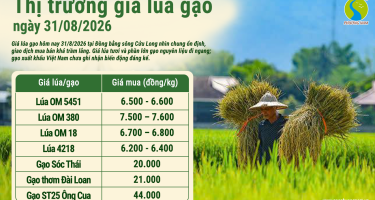 Giá lúa gạo hôm nay ngày 31/8/2026: Thị trường ổn định
