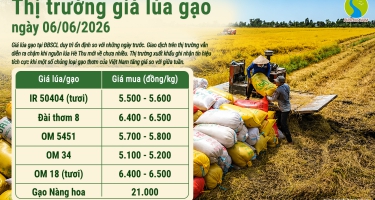 Giá lúa gạo hôm nay 6/6/2026: Lúa đi ngang, gạo xuất khẩu tăng nhẹ