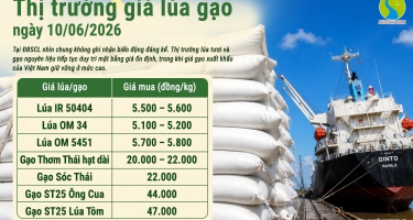 Giá lúa gạo hôm nay 10/6/2026: Gạo xuất khẩu giảm nhẹ