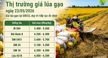 Giá lúa gạo hôm nay 24/5/2026: Giá lúa gạo tiếp tục ổn định