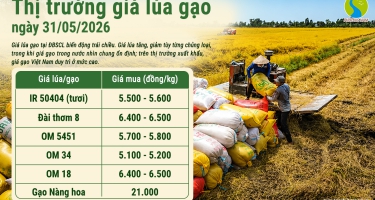 Giá lúa gạo hôm nay 31/5/2026: Giá lúa gạo biến động trái chiều