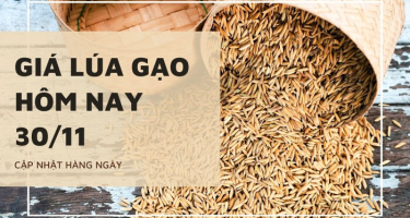 Giá lúa gạo hôm nay ngày 30/11/2023: Ổn định không biến động 