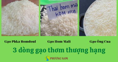 Gạo Hom Mali và Phka Rumdoul: Hai dòng gạo thơm nổi tiếng thế giới