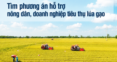 Tìm phương án hỗ trợ nông dân, doanh nghiệp tiêu thụ lúa gạo
