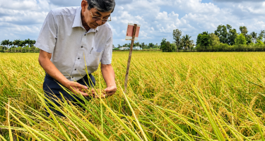 Từ ký ức lúa mùa đến hạt gạo “ngon nhất thế giới”