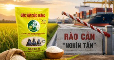 Túi gạo 5 cân, rào cản “nghìn tấn”: Khi xuất khẩu gạo cần được mở đúng cách