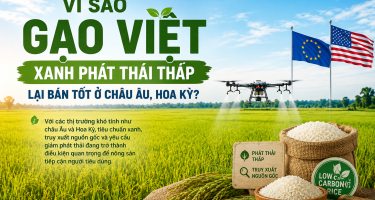 Vì sao Gạo Việt xanh phát thải thấp lại bán tốt ở châu Âu, Hoa Kỳ