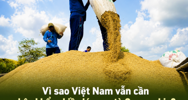Vì sao Việt Nam vẫn cần nhập khẩu nhiều lúa gạo từ Campuchia?