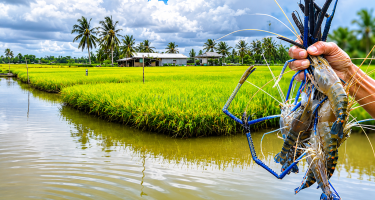 Vùng đất mặn làm nên hạt gạo ngọt ST25 lúa tôm