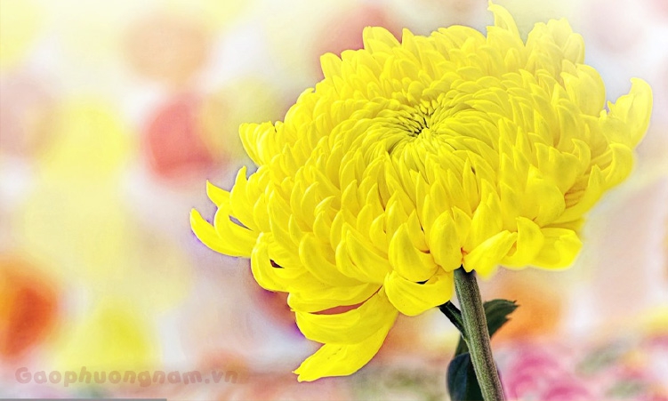 Top nhiều hơn 120 tải hình ảnh hoa cúc vàng hay nhất  thtantai2eduvn
