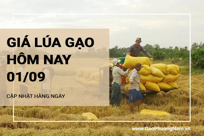 Giá lúa gạo hôm nay 01/09/2024