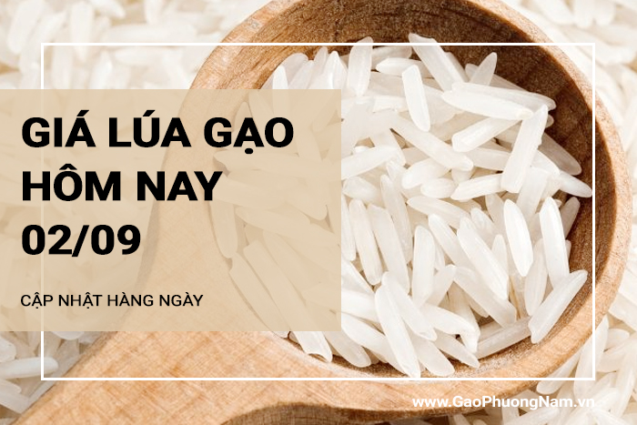 Giá lúa gạo hôm nay 02/09/2024