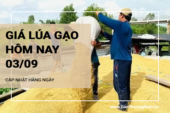 Giá lúa gạo hôm nay 03/09/2024