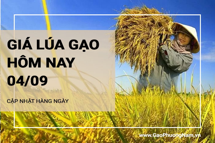 Giá lúa gạo hôm nay 04/09/2024