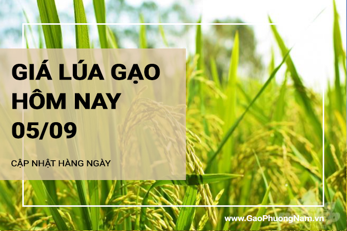 Giá lúa gạo hôm nay 05/09/2024