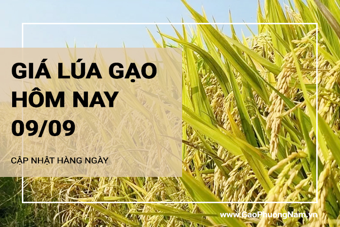 Giá lúa gạo hôm nay 09/09/2024