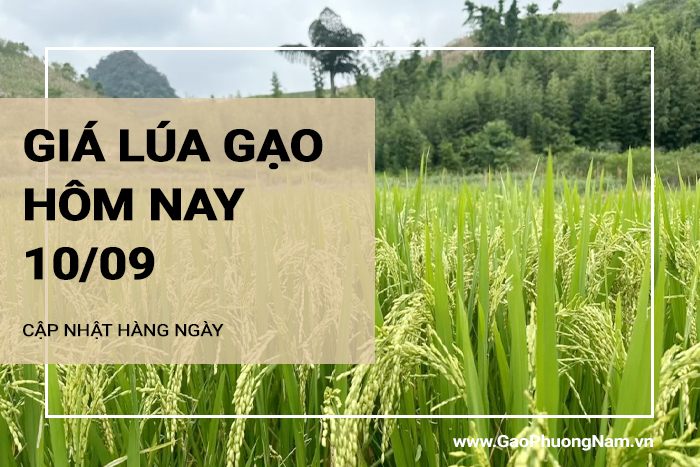 Giá lúa gạo hôm nay 10/09/2024