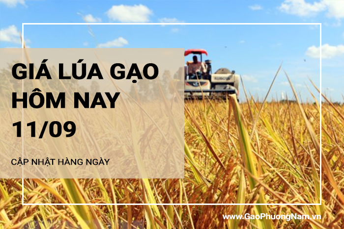 Giá lúa gạo hôm nay 11/09/2024