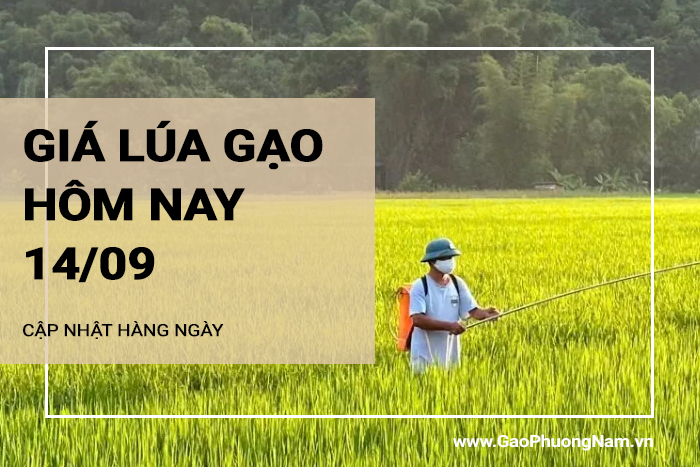 Giá lúa gạo hôm nay 13/09/2024