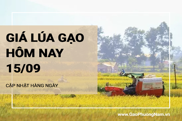 Giá lúa gạo hôm nay 15/09/2024