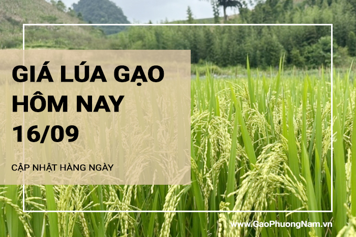 Giá lúa gạo hôm nay 16/09/2024