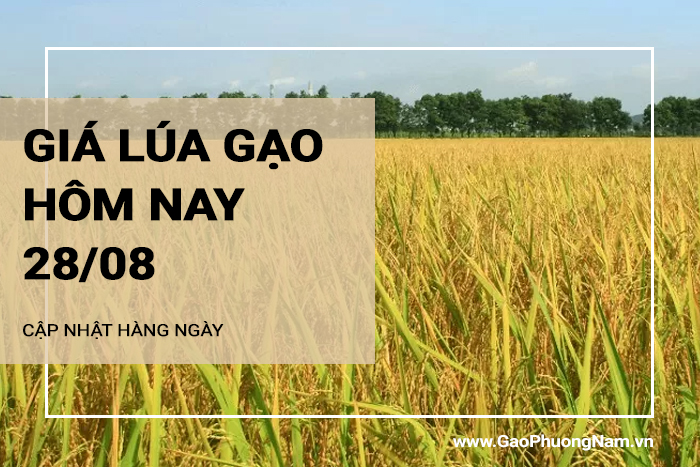 Giá lúa gạo hôm nay 28/08/2024