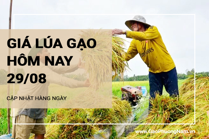 Giá lúa gạo hôm nay 29/08/2024