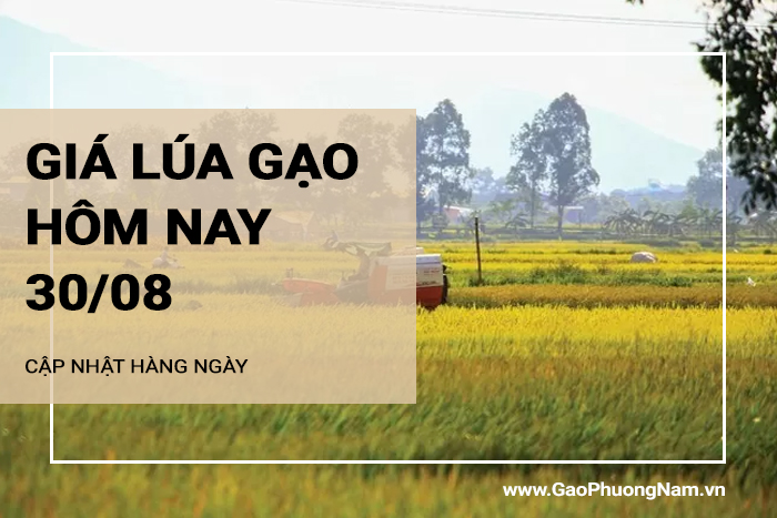 Giá lúa gạo hôm nay 30/08/2024