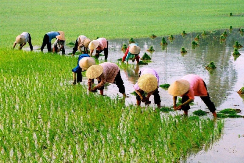 Thực trạng lúa gạo của nông dân