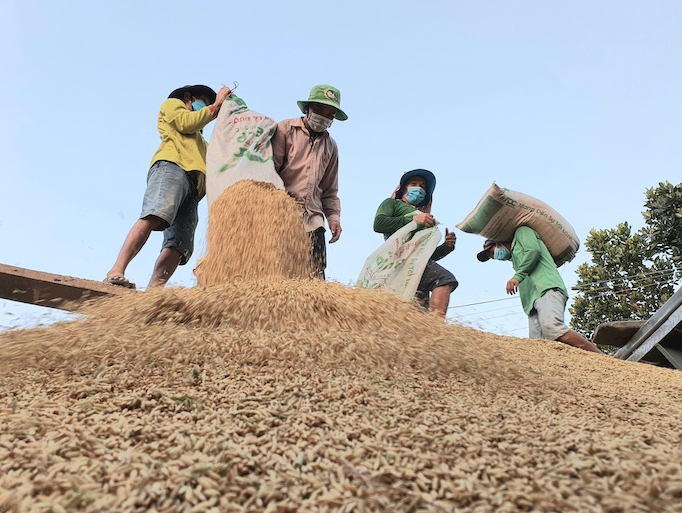 Lợi nhuận nông dân trồng lúa thu được hiện đã giảm hơn so với 10 năm trước. Ảnh: Trung Chánh