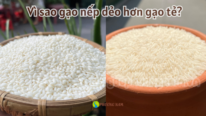 Vì sao gạo nếp dẻo hơn gạo tẻ 