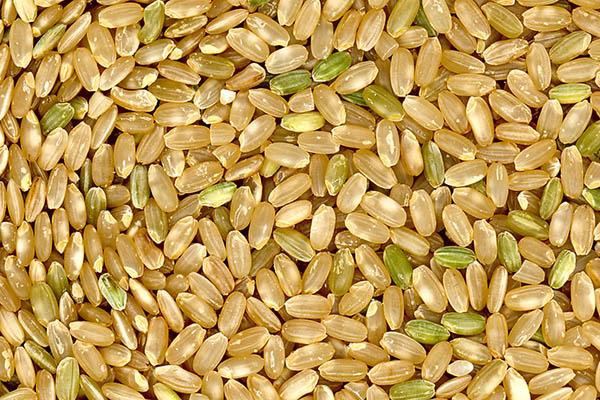 hạt gạo lứt của giống lúa hạt tròn sau khi tách bỏ lớp vỏ trấu