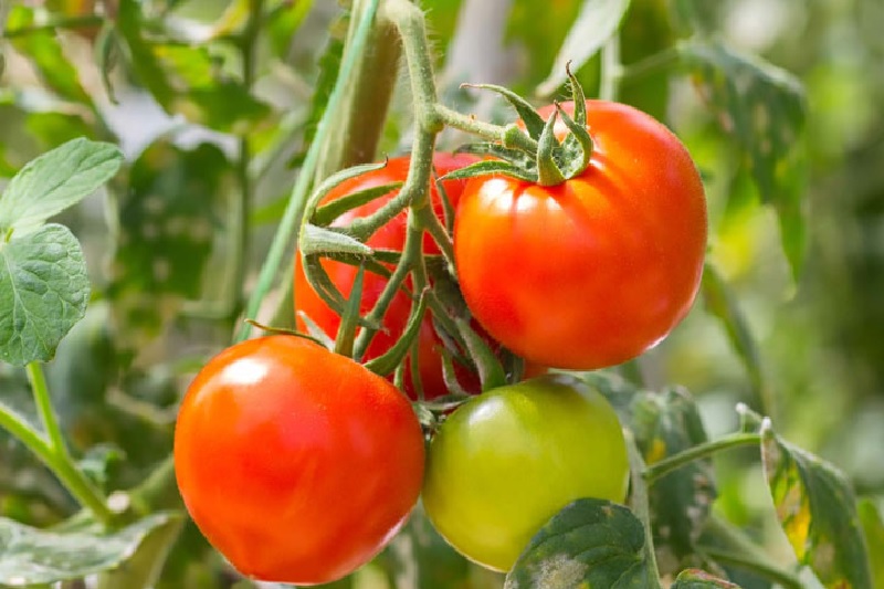 Cà chua ăn tốt cho sức khoẻ 