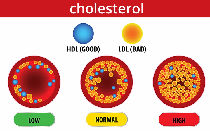 Cholesterol có cần thiết cho cơ thể không