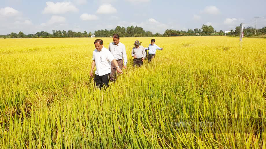 Nên tăng hay giữ sản lượng lúa gạo đbscl